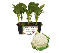P. Piantine da Orto | Cavolfiore, Pianta da Orto o Balcone Pronta al Trapianto, Kit da 6 Piantine, Pianta Vera da Esterno, Vivaio Italiano