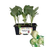 P. Piantine da Orto | Cavolo Rapa, Pianta da Orto o Balcone Pronta al Trapianto, Kit da 6 Piantine, Pianta Vera da Esterno, Vivaio Italiano