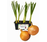 P. Piantine da Orto | Cipolla Dorata, Kit 9 Piantine, Pianta Pronta per il Trapianto, Pianta Vera da Orto, da Balcone e da Esterno, Vivaio Italiano