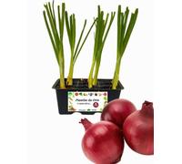 P. Piantine da Orto | Cipolla Rossa, Kit 9 Piantine, Pianta Pronta per il Trapianto, Pianta Vera da Orto, da Balcone e da Esterno, Vivaio Italiano