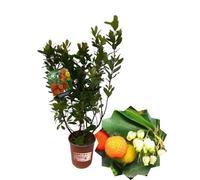 P. Piantine da Orto | Corbezzolo, Vaso 1,5 L, Pianta Pronta per il Trapianto, Pianta Vera da Esterno, Frutti Esotici, Vivaio Italiano