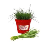 P. Piantine da Orto | Erba Cipollina, Pianta in Vaso Diametro 14 cm, Pianta Pronta per il Trapianto, Pianta Vera da Esterno, Piantina Aromatica per Balcone o Terrazzo, Vivaio Italiano