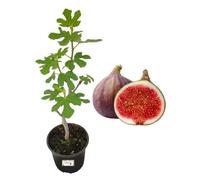 P. Piantine da Orto | Fico Brogiotto Nero, Pianta in Vaso Diametro 22 cm, Pianta da Frutto in Vaso, Pianta Vera da Esterno, Giardino o Vaso in Terrazza, Vivaio Italiano