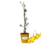 P. Piantine da Orto | Goji Amber Sweet, Vaso da 2L, Pianta Pronta per il Trapianto, Pianta Vera da Orto, da Balcone e da Esterno, Vivaio Italiano