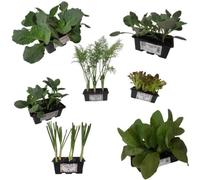 P. Piantine da Orto | Kit Orto Autunnale, 6 Piantine di Verza, 6 Broccolo, 6 Cavolfiore, 9 Finocchio, 9 Radicchio, 9 Lattuga, 9 Porro, Tot 54 Piantine, Piante Vere da Esterno, Vivaio Italiano