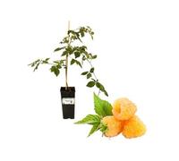 P. Piantine da Orto | Lampone Giallo Rifiorente, Vaso da 2L, Pianta Pronta per Il Trapianto, Pianta Vera da Orto, da Balcone e da Esterno, Vivaio Italiano