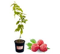 P. Piantine da Orto | Lampone Rosso Precoce, Vaso 5 L, Pianta Pronta per il Trapianto, Pianta Vera di Frutti di Bosco da Esterno, Vivaio Italiano
