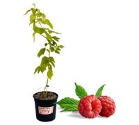 P. Piantine da Orto | Lampone Rosso Rifiorente, Vaso 5 L, Pianta Pronta per il Trapianto, Pianta Vera di Frutti di Bosco da Esterno, Vivaio Italiano
