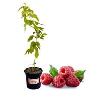 P. Piantine da Orto | Lampone Rosso Senza Spine, Vaso 5 L, Pianta Pronta per il Trapianto, Pianta Vera di Frutti di Bosco da Esterno, Vivaio Italiano