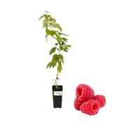 P. Piantine da Orto | Lampone Rosso Tardivo Profumato, Vaso da 2L, Pianta Pronta per Il Trapianto, Pianta Vera da Orto, da Balcone e da Esterno, Vivaio Italiano