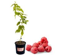 P. Piantine da Orto | Lampone Rosso Tardivo, Vaso 5 L, Pianta Pronta per il Trapianto, Pianta Vera di Frutti di Bosco da Esterno, Vivaio Italiano