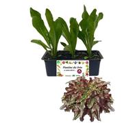 P. Piantine da Orto | Lattuga Barba dei Frati Rossa, Pianta da Orto o Balcone Pronta al Trapianto, Kit da 9 Piantine, Pianta Vera da Esterno, Vivaio Italiano