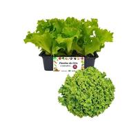 P. Piantine da Orto | Lattuga Canasta Chiara, Pianta da Orto o Balcone Pronta al Trapianto, Kit da 9 Piantine, Pianta Vera da Esterno, Vivaio Italiano