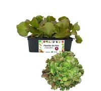 P. Piantine da Orto | Lattuga Canasta Chiara, Pianta da Orto o Balcone Pronta al Trapianto, Kit da 9 Piantine, Pianta Vera da Esterno, Vivaio Italiano