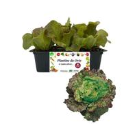 P. Piantine da Orto | Lattuga Canasta, Pianta da Orto o Balcone Pronta al Trapianto, Kit da 9 Piantine, Pianta Vera da Esterno, Vivaio Italiano