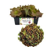 P. Piantine da Orto | Lattuga Lollo Rossa, Pianta da Orto o Balcone Pronta al Trapianto, Kit da 9 Piantine, Pianta Vera da Esterno, Vivaio Italiano