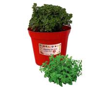 P. Piantine da Orto | Maggiorana, Pianta in Vaso Diametro 14 cm, Pianta Pronta per il Trapianto, Pianta Vera da Esterno, Piantina Aromatica per Balcone o Terrazzo, Vivaio Italiano