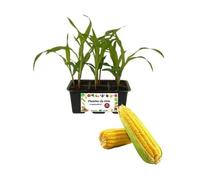 P. Piantine da Orto | Mais Pop Corn, Kit da 6 piantine, Pianta Pronta per il Trapianto, Pianta Vera da Orto, da Balcone, e da Esterno, Vivaio Italiano