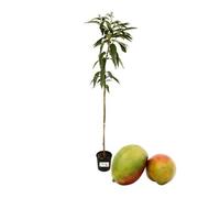 P. Piantine da Orto | Mango - Mangifera Indica, Vaso 3 L, Pianta Pronta per il Trapianto, Pianta Vera da Esterno, Frutti Esotici, Vivaio Italiano