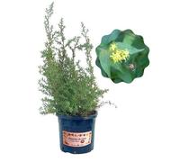 P. Piantine da Orto | Mellifera per Api e Farfalle - Diervilla Rivularis, Vaso 2 L, Pianta Pronta per il Trapianto, Frutti Esotici, Pianta Vera da Esterno, Vivaio Italiano