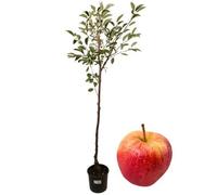 P. Piantine da Orto | Melo Renetta, Pianta in Vaso Diametro 22 cm, Pianta da Frutto in Vaso, Pianta Vera da Esterno, Giardino o Vaso in Terrazza, Vivaio Italiano