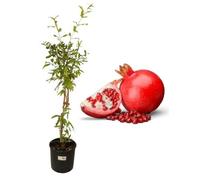 P. Piantine da Orto | Melograno Alberobello, Pianta in Vaso Diametro 22 cm, Pianta da Frutto in Vaso, Pianta Vera da Esterno, Giardino o Vaso in Terrazza, Vivaio Italiano
