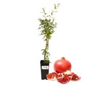 P. Piantine da Orto | Melograno Wonderful (da spremuta), Vaso da 2L, Pianta Pronta per Il Trapianto, Pianta Vera da Orto, da Balcone e da Esterno, Vivaio Italiano