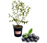 P. Piantine da Orto | Mirtillo Gigante Tardivo, Vaso 5 L, Pianta Pronta per il Trapianto, Pianta Vera di Frutti di Bosco da Esterno, Vivaio Italiano