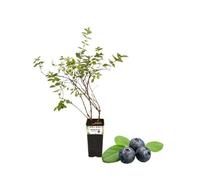 P. Piantine da Orto | Mirtillo Nero Gigante Precoce, Vaso da 2L, Pianta Pronta per Il Trapianto, Pianta Vera da Orto, da Balcone e da Esterno, Vivaio Italiano