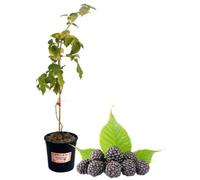 P. Piantine da Orto | Mora Senza Spine Precoce, Vaso 5 L, Pianta Pronta per il Trapianto, Pianta Vera di Frutti di Bosco da Esterno, Vivaio Italiano