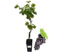 P. Piantine da Orto | Moscato d’Amburgo, Vaso 2 L, Pianta Pronta per Il Trapianto, Pianta Vera da Esterno, UVA da Tavola da Mangiare, Vivaio Italiano