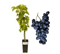 P. Piantine da Orto | Nero Vite da Tavola, Vaso 2 L, Pianta Pronta per Il Trapianto, Pianta Vera da Esterno, UVA da Tavola da Mangiare, Vivaio Italiano