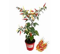 P. Piantine da Orto | Peperoncino Aji Omnicolor, Pianta in Vaso Diametro 14 cm, Pianta Pronta per il Trapianto, Pianta Vera, Frutta da Mangiare, Vivaio Italiano