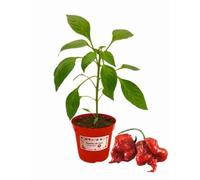 P. Piantine da Orto | Peperoncino Carolina Reaper, Pianta in Vaso Diametro 14 cm, Pianta Pronta per il Trapianto, Pianta Vera, Frutta da Mangiare, Vivaio Italiano