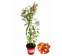 P. Piantine da Orto | Peperoncino Cornuto Arancione Thai Orange, Pianta in Vaso Diametro 14 cm, Pianta Pronta per il Trapianto, Pianta Vera, Frutta da Mangiare, Vivaio Italiano