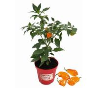 P. Piantine da Orto | Peperoncino Habanero Peach, Pianta in Vaso Diametro 14 cm, Pianta Pronta per il Trapianto, Pianta Vera, Frutta da Mangiare, Vivaio Italiano