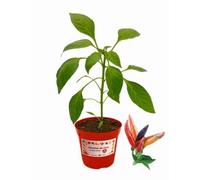P. Piantine da Orto | Peperoncino Maya, Pianta in Vaso Diametro 14 cm, Pianta Pronta per il Trapianto, Pianta Vera, Frutta da Mangiare, Vivaio Italiano