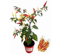 P. Piantine da Orto | Peperoncino Tabasco, Pianta in Vaso Diametro 14 cm, Pianta Pronta per il Trapianto, Pianta Vera, Frutta da Mangiare, Vivaio Italiano