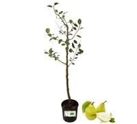 P. Piantine da Orto | Pero Antico Gnocco, Pianta in Vaso Diametro 22 cm, Pianta Pronta per Il Trapianto, Pianta Vera, Frutta da Mangiare, Vivaio Italiano