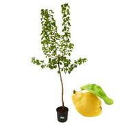 P. Piantine da Orto | Pero Cotogno, Pianta in Vaso Diametro 22 cm, Pronta per il Trapianto, Pianta Vera, Frutta da Mangiare, Vivaio Italiano,altezza pianta 150 cm