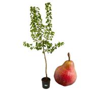 P. Piantine da Orto | Pero Decana del Comizio, Pianta in Vaso Diametro 22 cm, Pronta per il Trapianto, Pianta Vera, Frutta da Mangiare, Vivaio Italiano