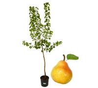 P. Piantine da Orto | Pero Williams, Pianta in Vaso Diametro 22 cm, Pianta Pronta per Il Trapianto, Pianta Vera, Frutta da Mangiare, Vivaio Italiano
