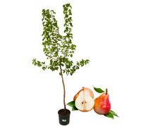 P. Piantine da Orto | Pero Williams Rosso, Pianta in Vaso Diametro 22 cm, Pianta Pronta per Il Trapianto, Pianta Vera, Frutta da Mangiare, Vivaio Italiano