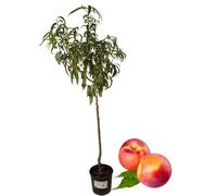 P. Piantine da Orto | Pesca Noce Gialla Precoce, Pianta in Vaso Diametro 22 cm, Pianta Pronta per Il Trapianto, Pianta Vera, Frutta da Mangiare, Vivaio Italiano