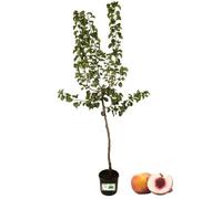 P. Piantine da Orto | Pesco Bianco Precoce, Pianta in Vaso Diametro 22 cm, Pianta Pronta per Il Trapianto, Pianta Vera, Frutta da Mangiare, Vivaio Italiano