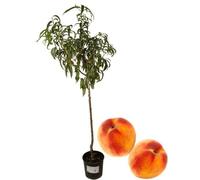 P. Piantine da Orto | Pesco Percoca Tipo “Settembrino”, Pianta in Vaso Diametro 22 cm, Pianta Pronta per Il Trapianto, Pianta Vera, Frutta da Mangiare, Vivaio Italiano