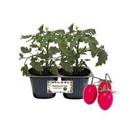 P.Piantine da orto.Pianta vera di POMODORO DATTERINO ROSA TADDY Linea gold pack da 2 piante,pronta per il trapianto in giardino,vaso,terrazzo