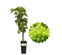 P. Piantine da Orto | Pizzutello Bianco Vite da Tavola, Vaso 2 L, Pianta Pronta per Il Trapianto, Pianta Vera da Esterno, UVA da Tavola da Mangiare, Vivaio Italiano
