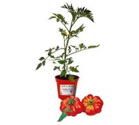 P. Piantine da Orto | Pomodoro Costoluto Innestato, Vaso da 14 cm, Pianta Pronta per il Trapianto, Pianta Vera da Orto, da Balcone e da Esterno, Vivaio Italiano