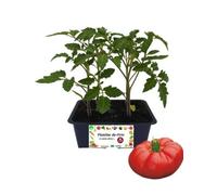 P. Piantine da Orto | Pomodoro Costoluto, Kit 4 Piantine, Pianta Pronta per il Trapianto, Pianta Vera da Orto, da Balcone e da Esterno, Vivaio Italiano